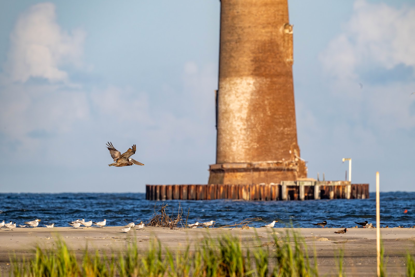 Flipper Finders Boat Tours - Folly Beach — Things To Do in folly