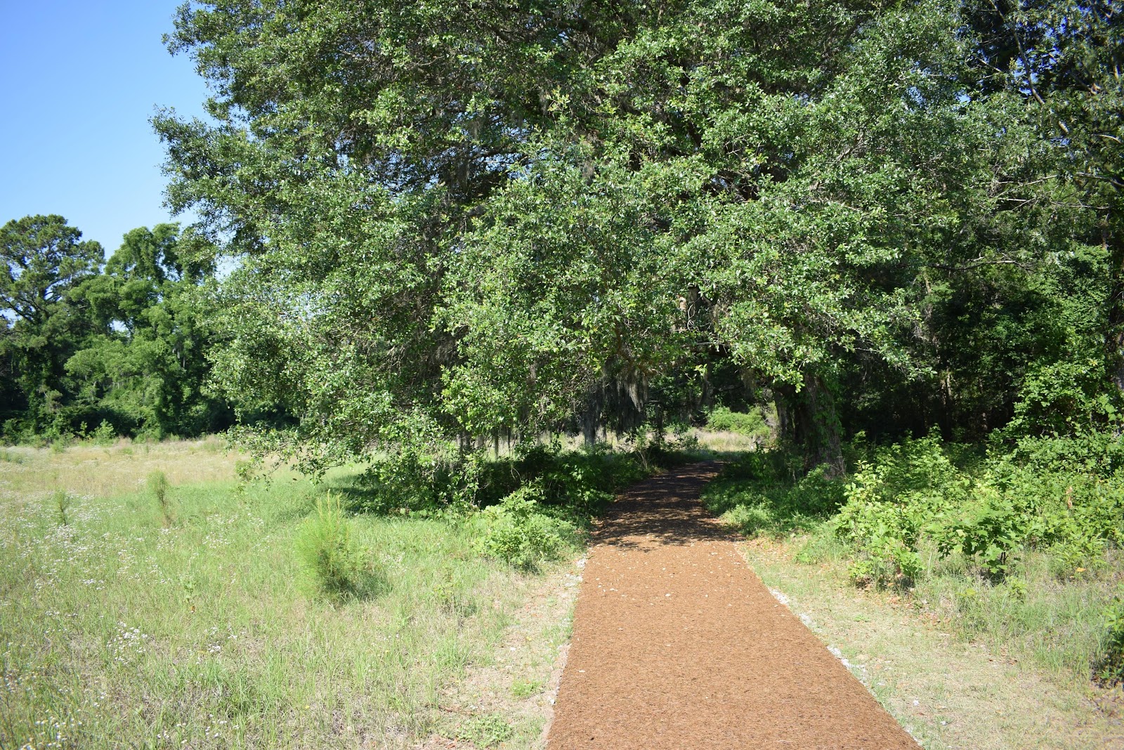 Charles Pinckney National Historic Site — Activity in Mount Pleasant, Charleston, SC