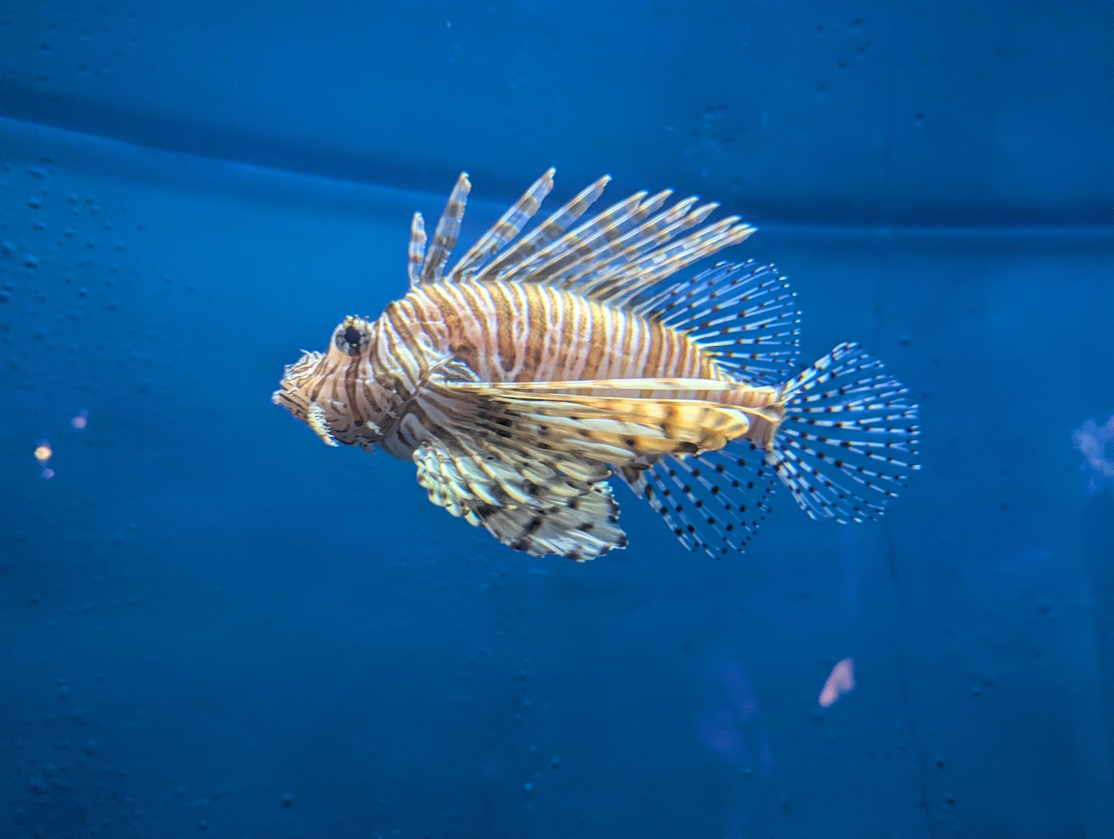 South Carolina Aquarium — Activity in Downtown, Charleston, SC