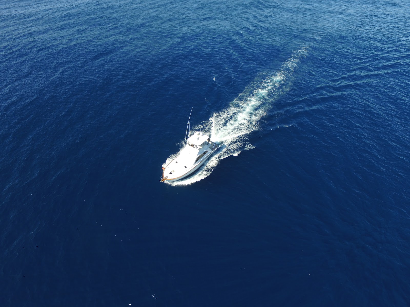 Wahoo Fishing Charters — Activity in Downtown, Charleston, SC